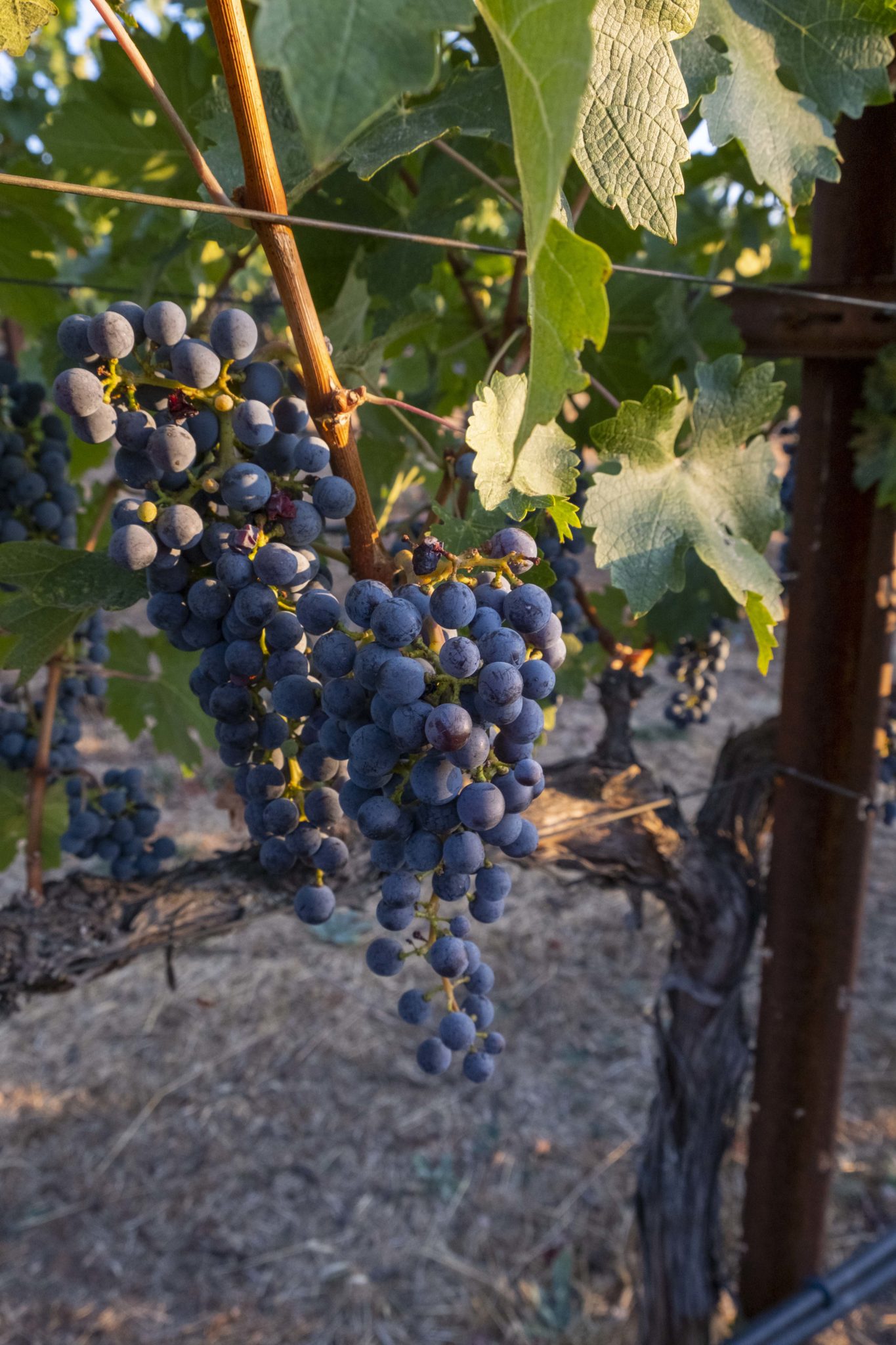 Atlas Peak Wine Harvest in Napa Valley