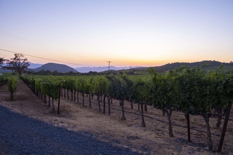 Atlas Peak Wine Harvest in Napa Valley