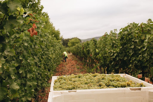 wine grapes onehope