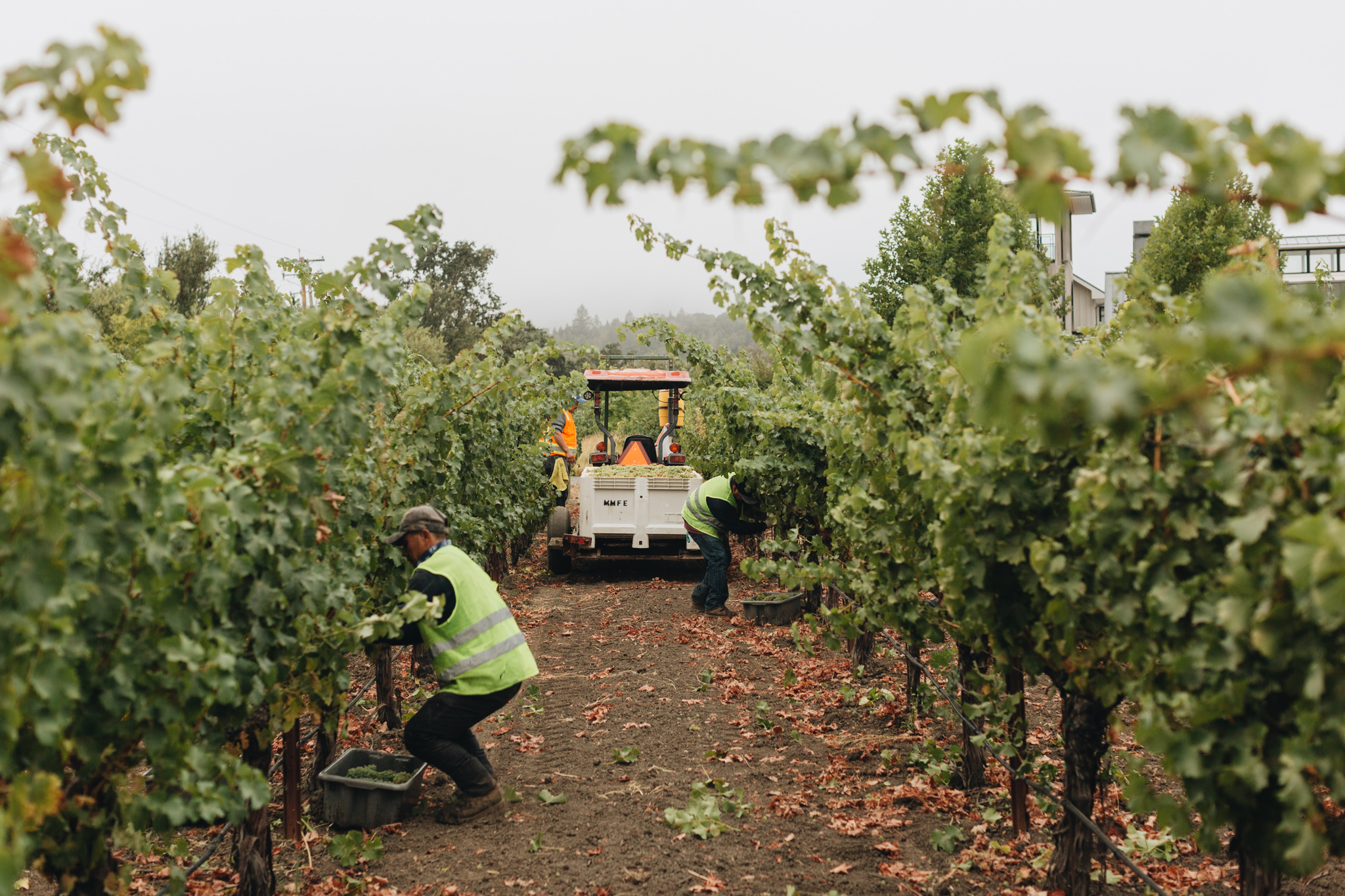 Image of the vineyards during harvest